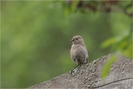 <p>REHEK DOMÁCÍ ( Phoenicurus ochruros) Slovensko - Volovské vrchy - Hnilčík ----- /Black redstart - Hausrotschwanz/</p>